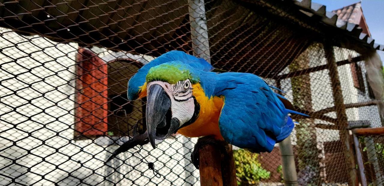 Pousada Nossa Senhora Penedo Kültér fotó Blue and yellow macaw